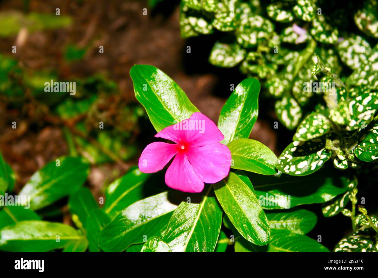 Kleine rosafarbene Blume auf hellgrüner Pflanze Stockfoto