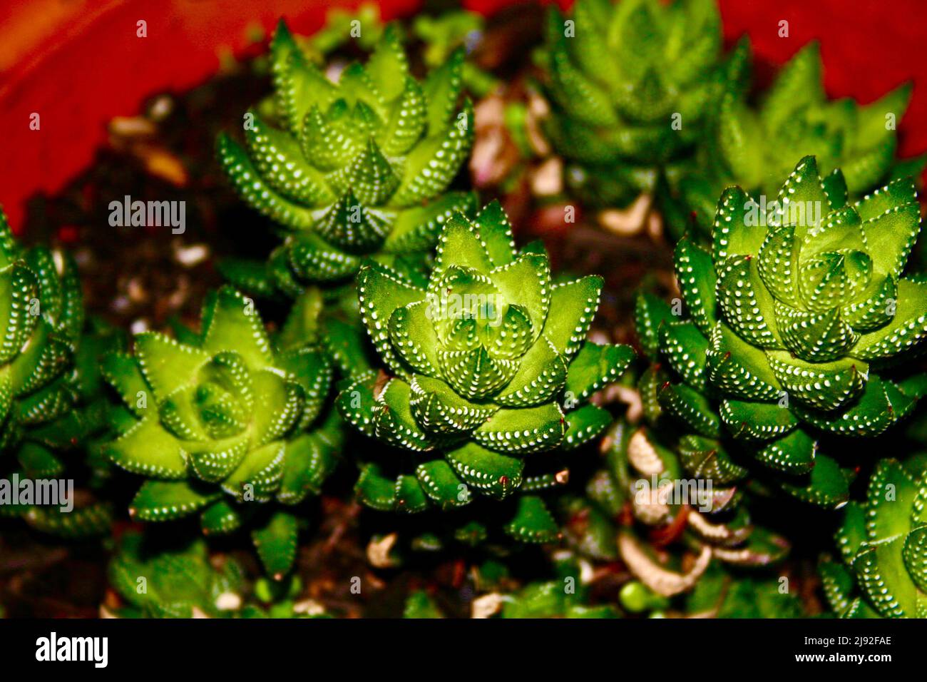 Zebrapflanze Sukulent Stockfoto Zebrapflanze Sukulent Stockfoto