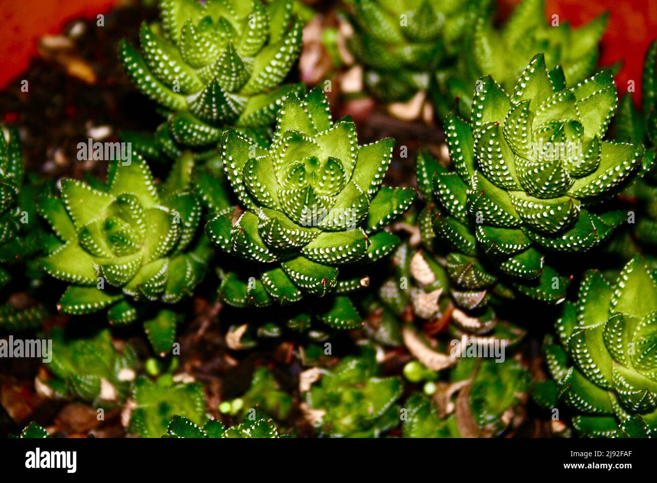 Zebrapflanze Sukulent Stockfoto Zebrapflanze Sukulent Stockfoto