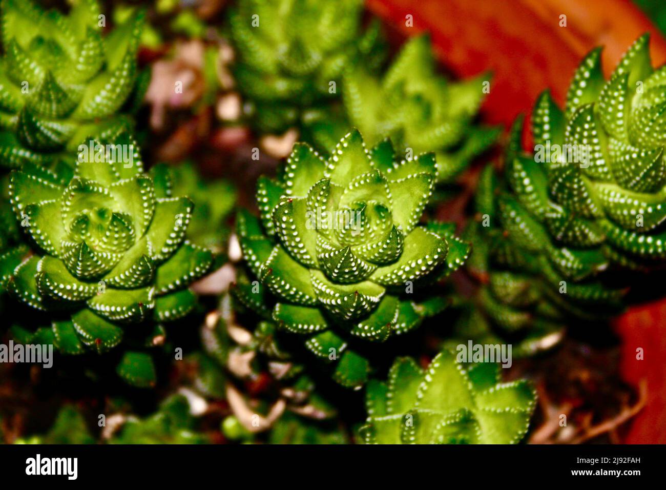 Zebrapflanze Sukulent Stockfoto Zebrapflanze Sukulent Stockfoto