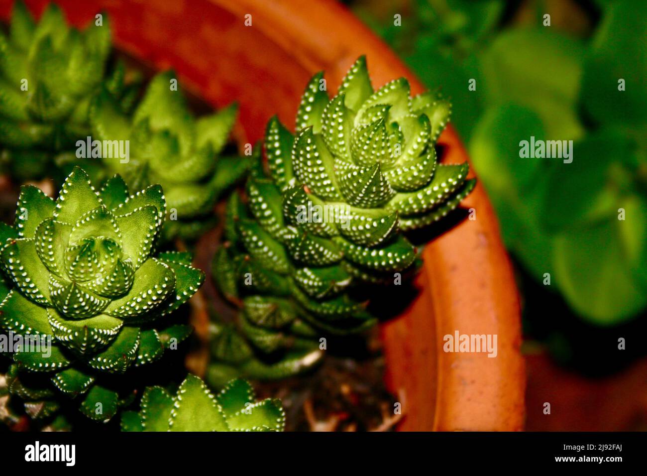 Zebrapflanze Sukulent Stockfoto Zebrapflanze Sukulent Stockfoto