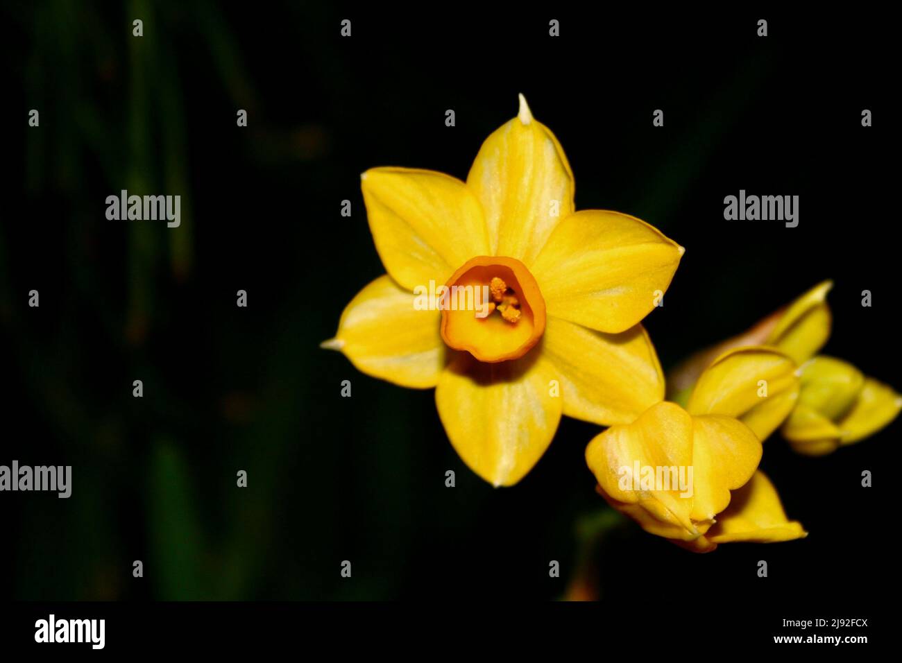 Gelbe Jonquil-Blume Stockfoto