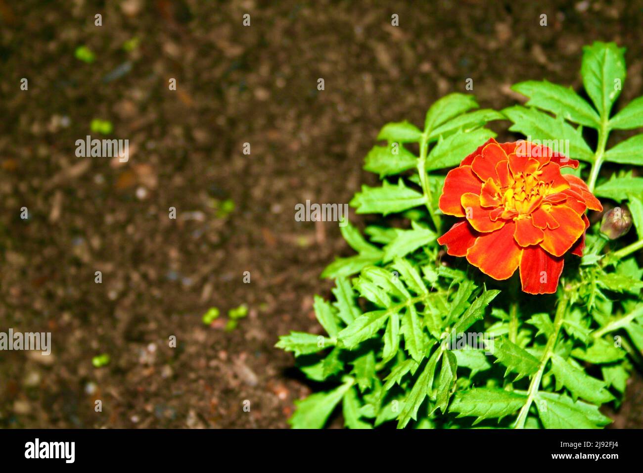 Blühende Ringelblume Stockfoto