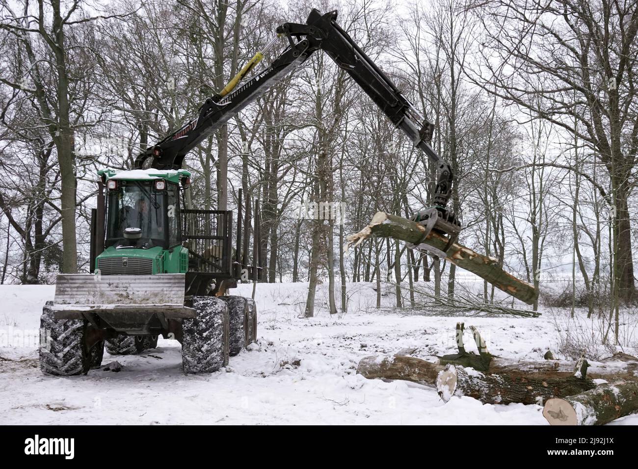 12.02.2021, Graditz, Sachsen, Deutschland - Baumstamm wird im Winter auf einen Kleiderbügel geladen. 00S210212D431CAROEX.JPG [MODEL RELEASE: NO, PROPERTY RELEASE: NO (C Stockfoto