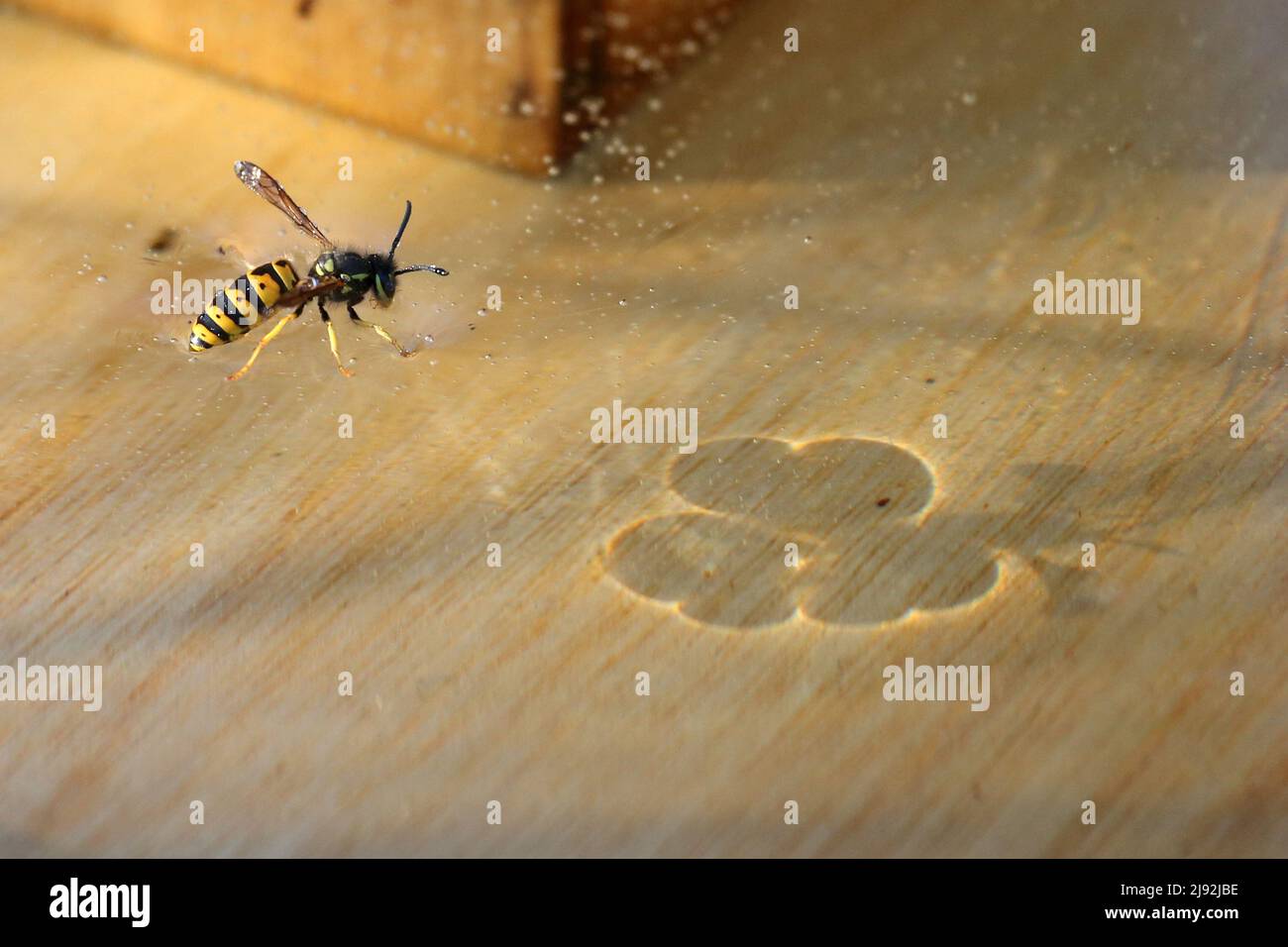 28.10.2021, Neuenhagen, Brandenburg, Deutschland - Wasp steht in einem Bienenstock auf einer Zuckerlösung. 00S211028D633CAROEX.JPG [MODELLVERSION: NEIN, EIGENTUM R Stockfoto