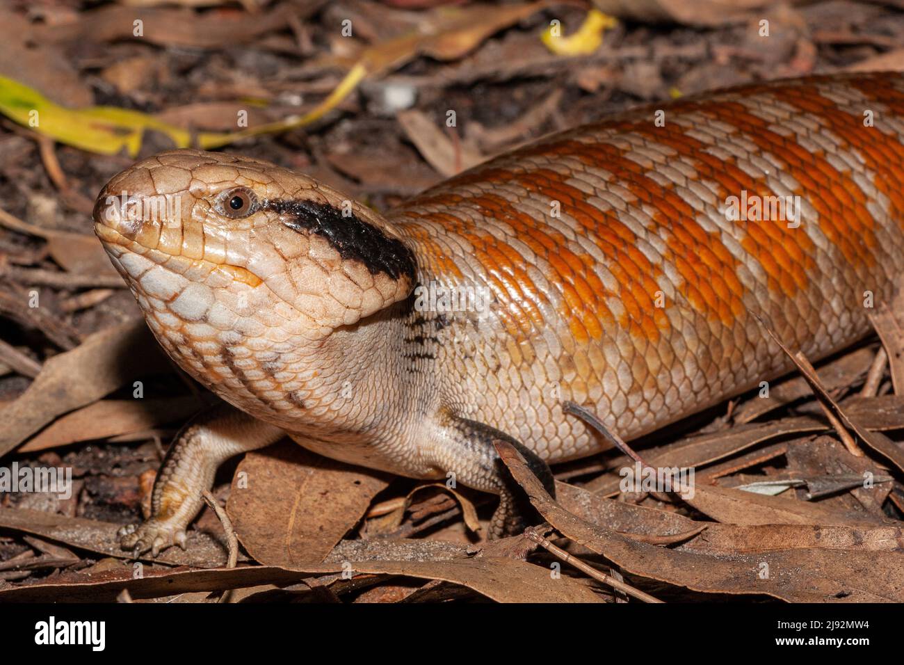 Australische zentralische Blauzungenechse (Tiliqua multifasciata) Stockfoto