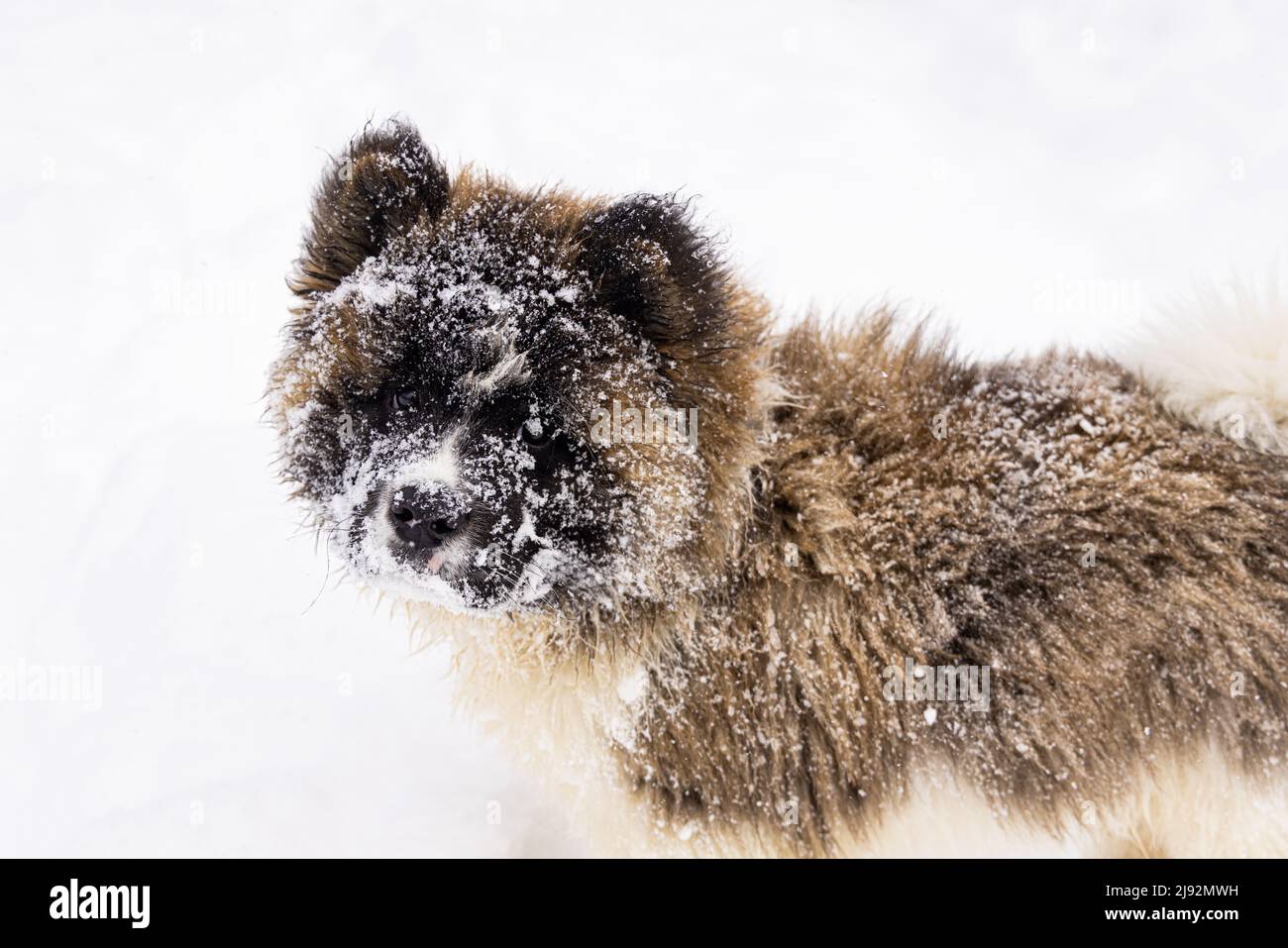 Nahaufnahme eines entzückenden flauschigen Welpen aus der Höhe. Akita Inu pure Rasse Welpen im Freien während des Winters auf schneebedecktem Boden mit Schneeflocken auf dem Kopf. Stockfoto