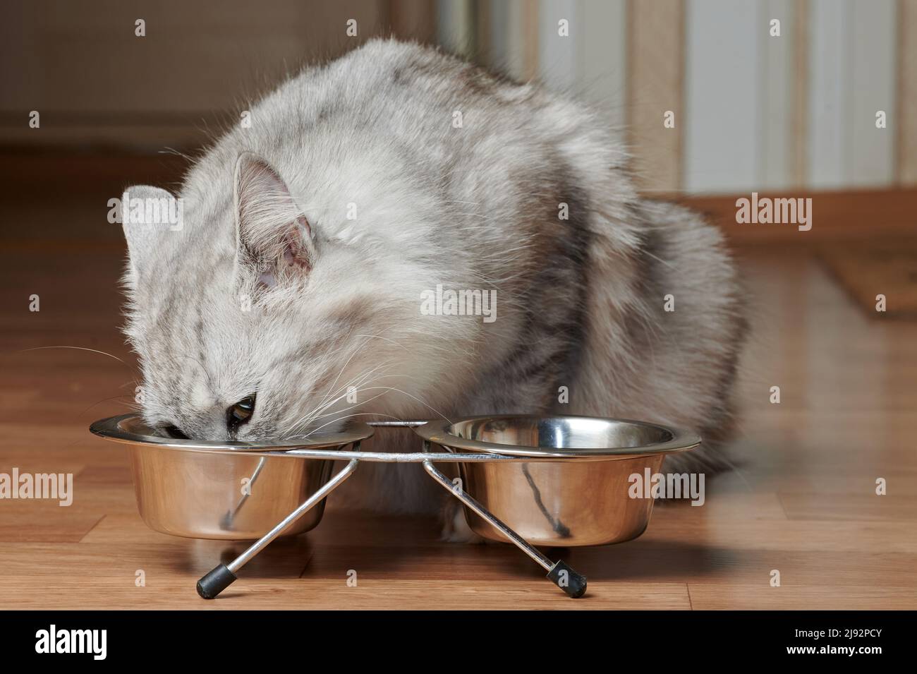 Füttern Katze Haustier Thema. Graue Kätzchen essen von Metallplatte Stockfoto