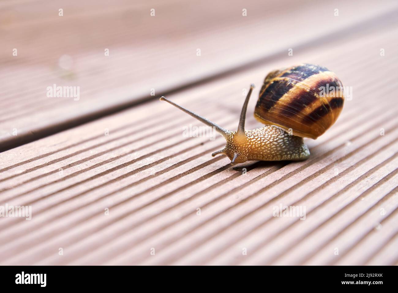 Langsame Schnecke kriecht auf einer unebenen Oberfläche. Kleine Tiere in der Tierwelt Stockfoto