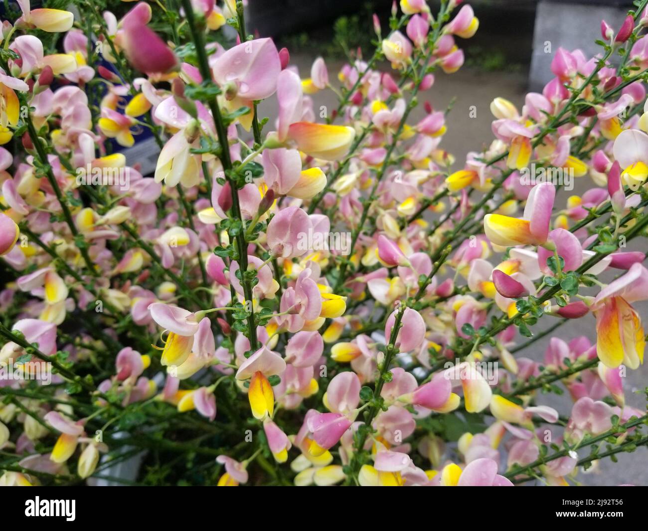 Schöne gelbe und rosa Blüten von Scotch Broom, einem sommergrünen Strauch Stockfoto