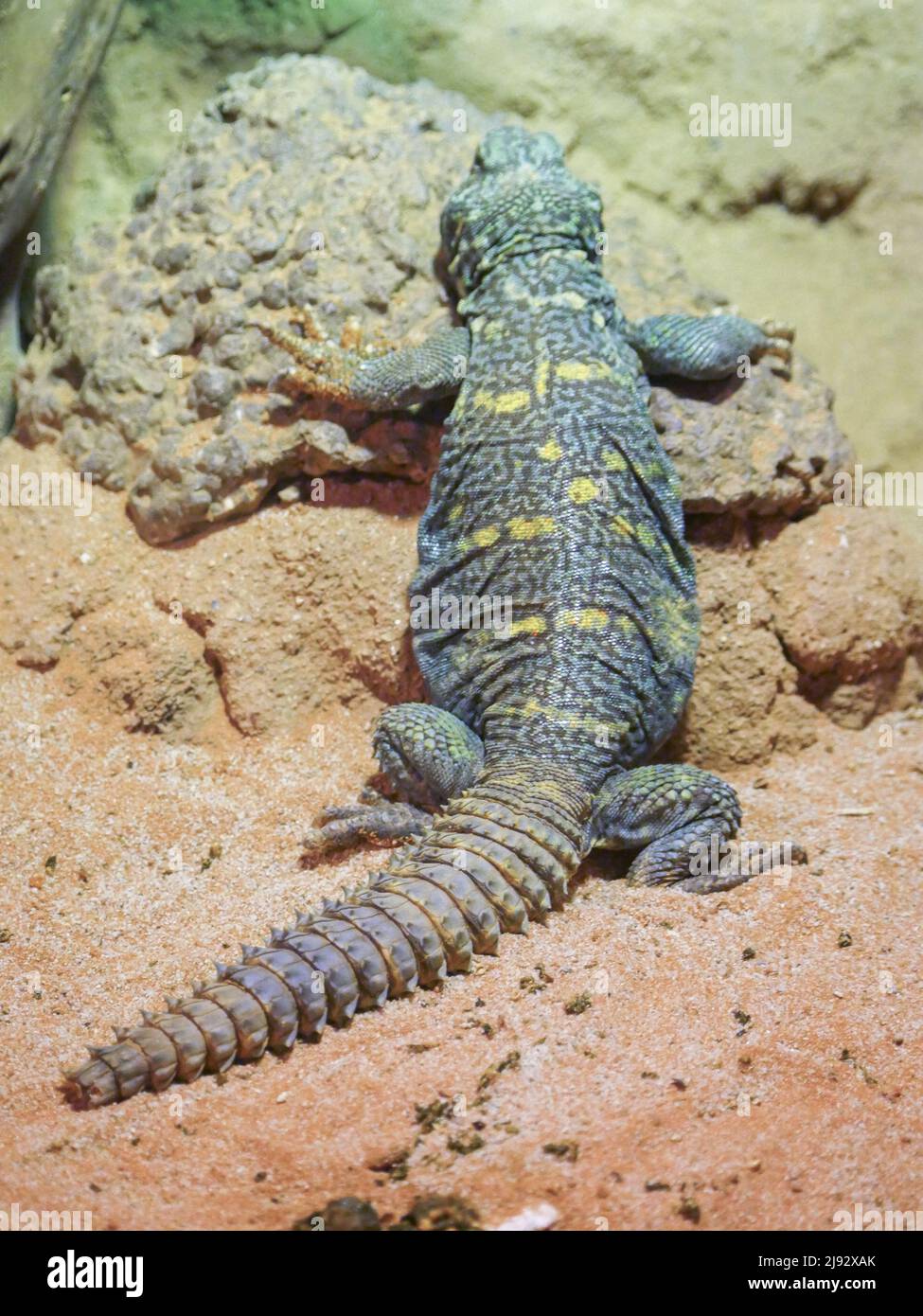 Die verzierte Stachelschwanzeidechse wird auch als Uromastyx ornata oder kunstvolle Mastigure bezeichnet Stockfoto