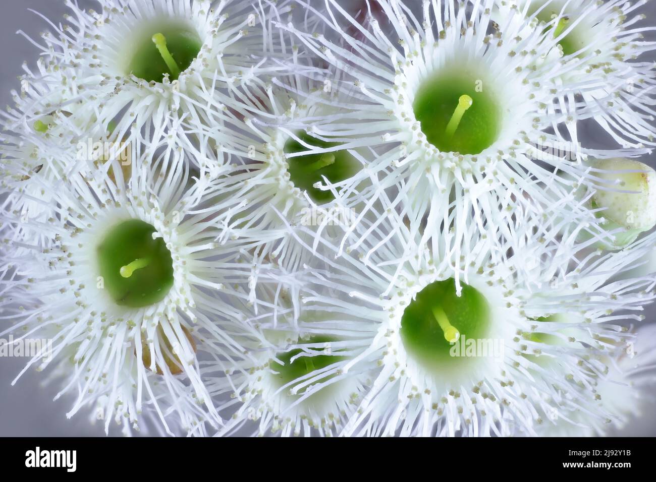 Blüten von Pink Gum (Eucalyptus fasciculosa). Australischer einheimischer Baum. Stockfoto