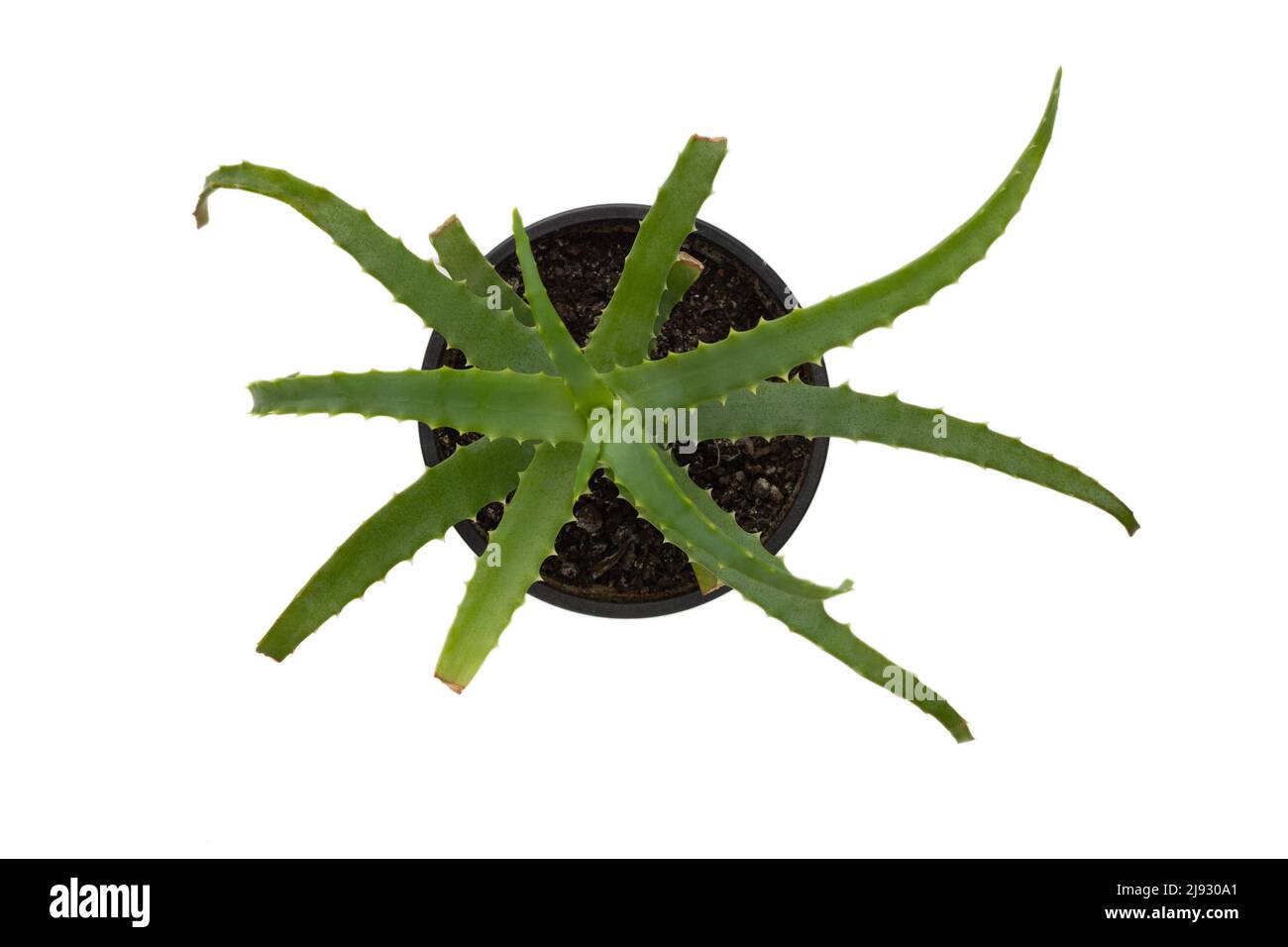 Draufsicht auf isolierte Aloe Vera mit beschädigten Rändern im Topf auf weißem Hintergrund Stockfoto
