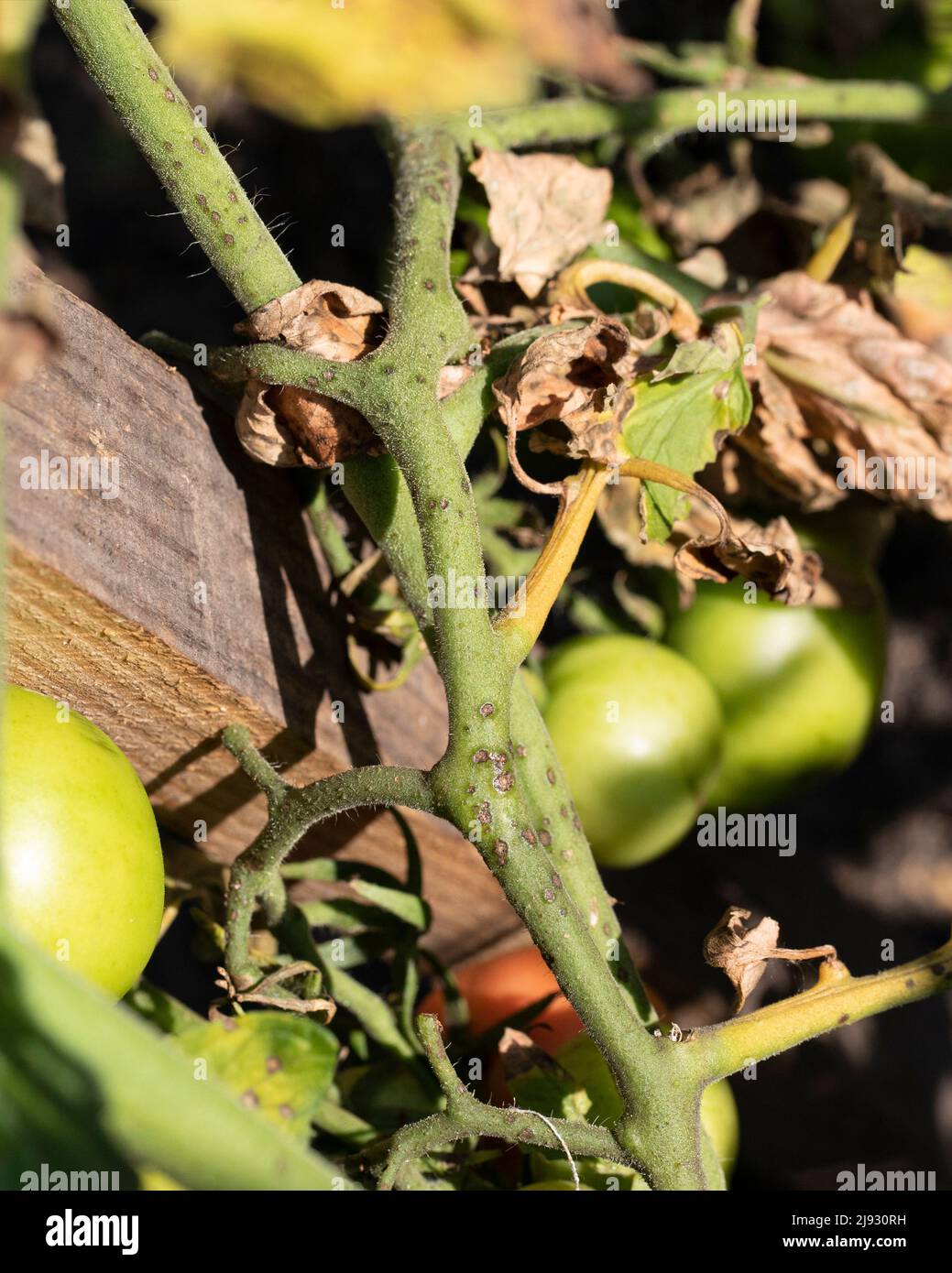 Tomatenpflanzen Blätter und Stängel, die mit dem späten Blight-Erreger Phytophthora infestans infiziert sind. Stockfoto