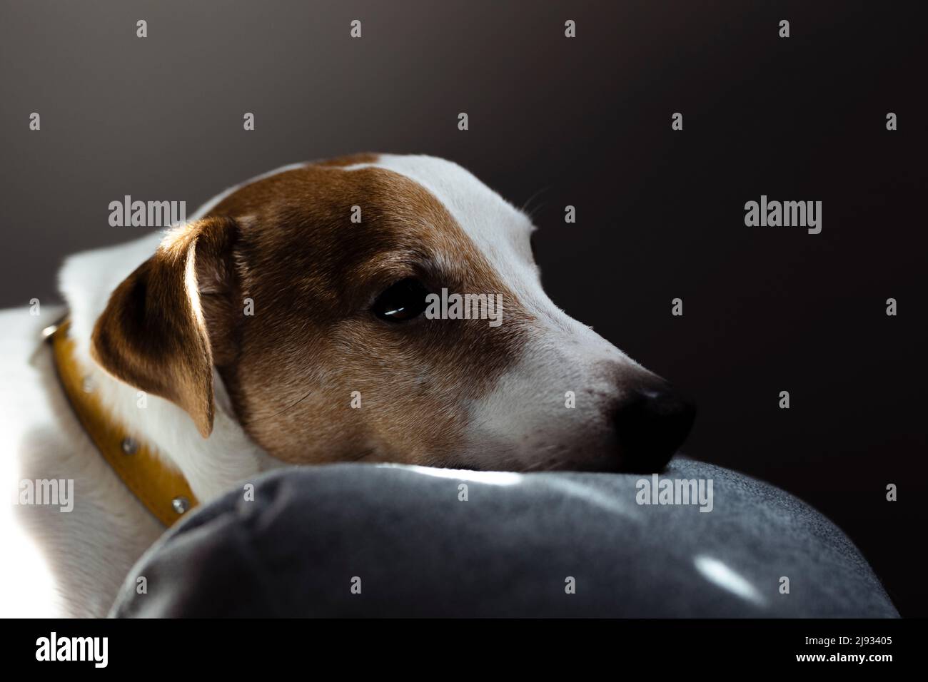 Niedlicher, verschlafter Jack Russell Terrier Welpe, der sich in den Sonnenstrahlen auf einem Hundebett ausruht. Ein kleiner charmanter Hund mit lustigen Flecken auf dem Fell liegt auf dem Stockfoto