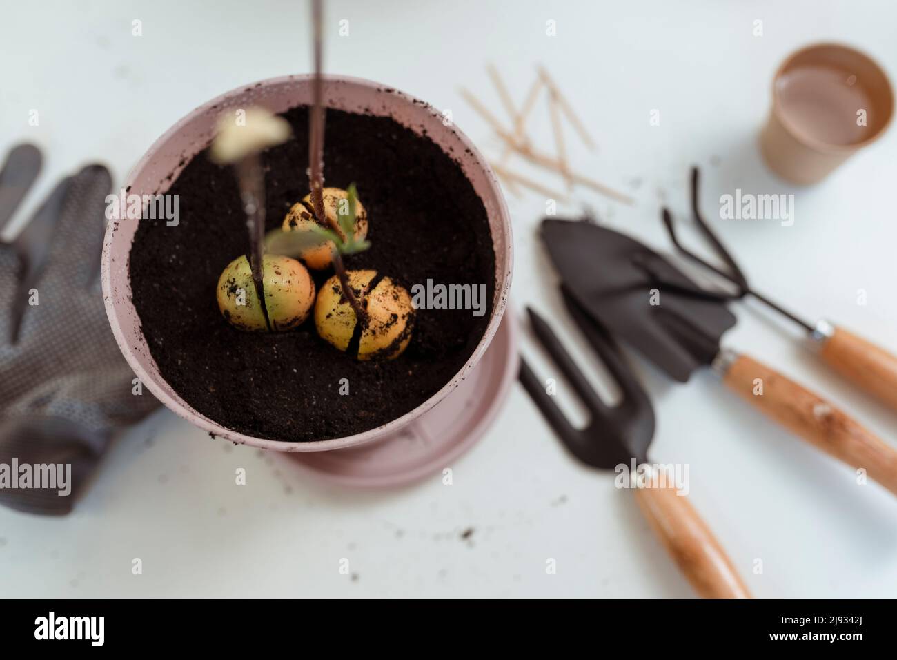 Verpflanzen einer Avocado-Pflanze in einen Topf. Konzept der Wohnkultur mit natürlichen Pflanzen Stockfoto