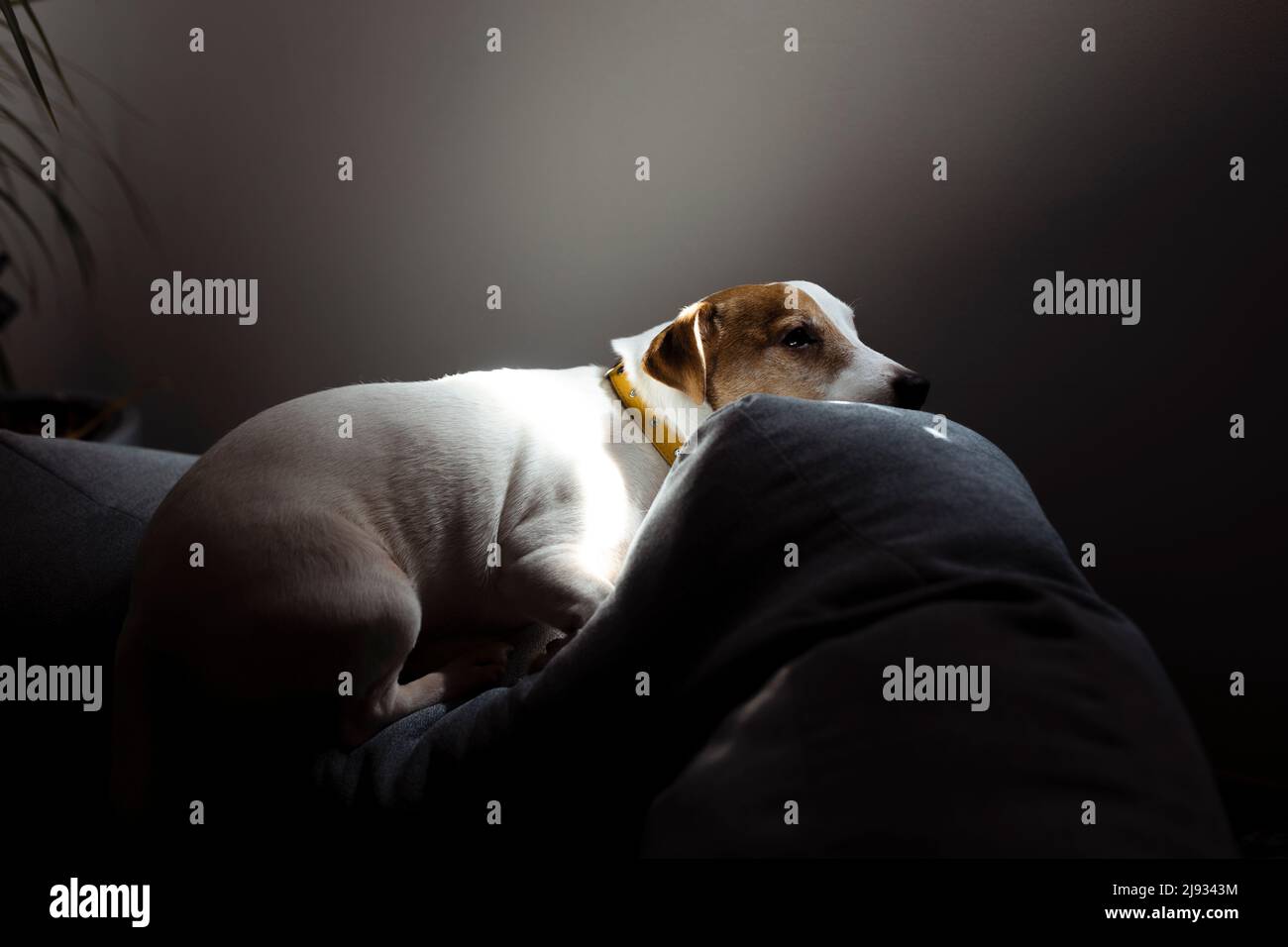 Niedlicher, verschlafter Jack Russell Terrier Welpe, der sich in den Sonnenstrahlen auf einem Hundebett ausruht. Ein kleiner charmanter Hund mit lustigen Flecken auf dem Fell liegt auf dem Stockfoto