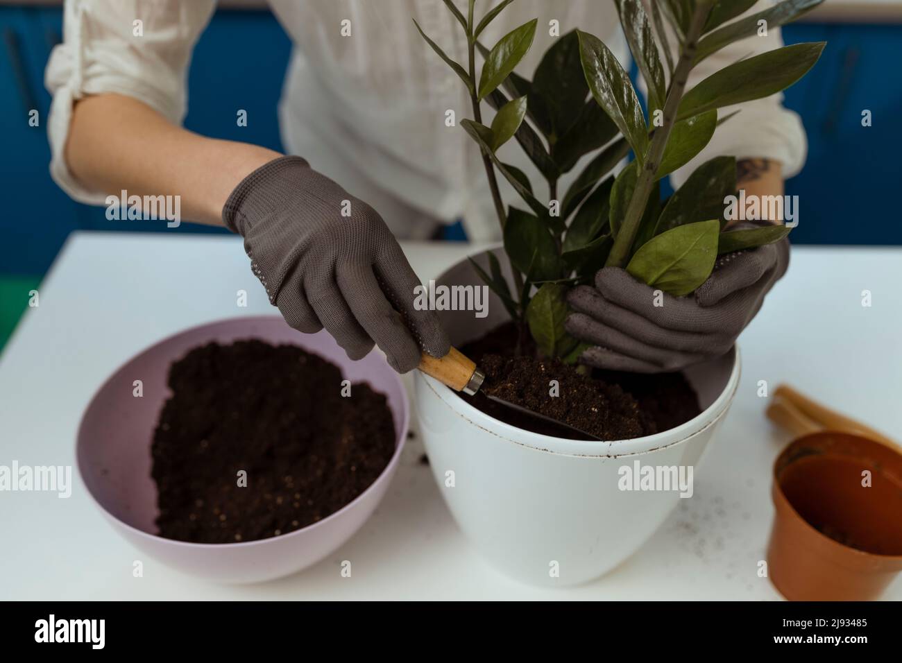 Der Gärtner nimmt die Zimmerpflanze zur Umpflanzung in einen neuen Topf Stockfoto