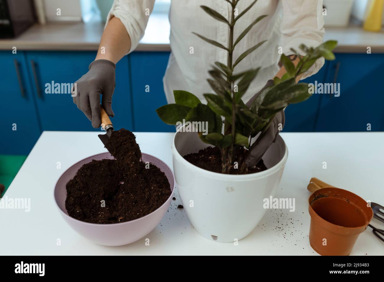 Der Gärtner nimmt die Zimmerpflanze zur Umpflanzung in einen neuen Topf Stockfoto