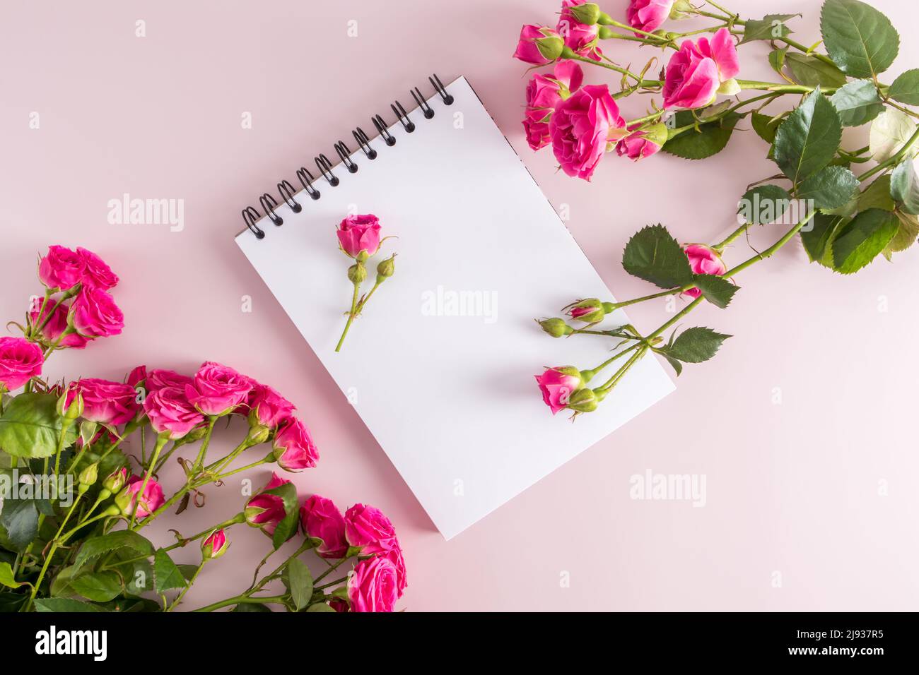 Festliche Komposition eines offenen Notizbuchs mit sauberen Blättern und schönen rosa Rosen im Garten. Draufsicht. Rosa Hintergrund. Platz für Text Stockfoto