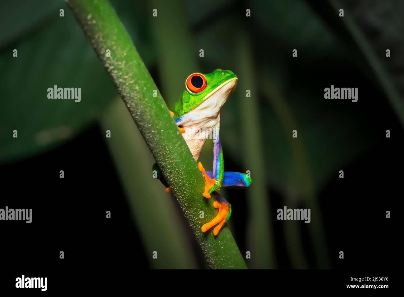Porträt eines rotäugigen Baumfrosches oder Laubfrosches oder Gaudy-Blattfrosches (Agalychnis callidyas) auf einem tropischen Pflanzenstamm. Frösche von Costa Rica. Stockfoto