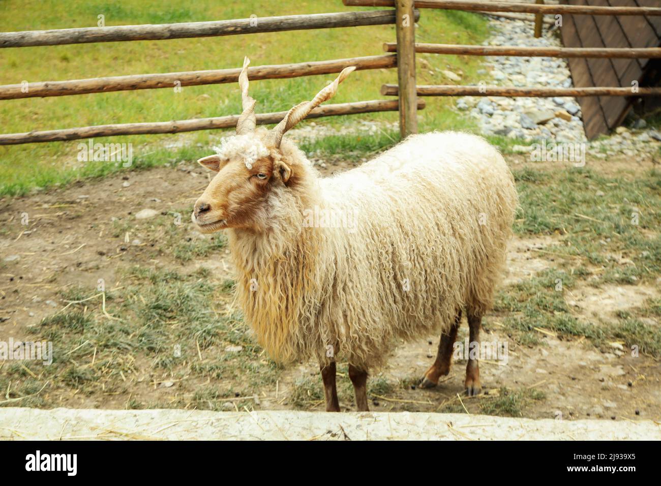 Schafe mit Spiralhörnern oder Racka Schafe Stockfoto