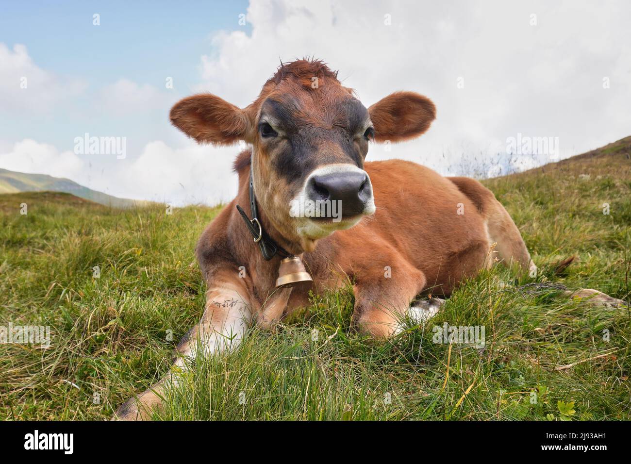 Kalb auf der Almwiese. Junge Kuh in den Alpen. Stockfoto