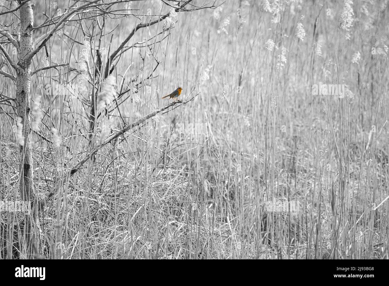 Robin auf einer Zweigstelle im Nationalpark darß. Buntes Gefieder des kleinen singvogels. Tierfoto in der Natur Stockfoto