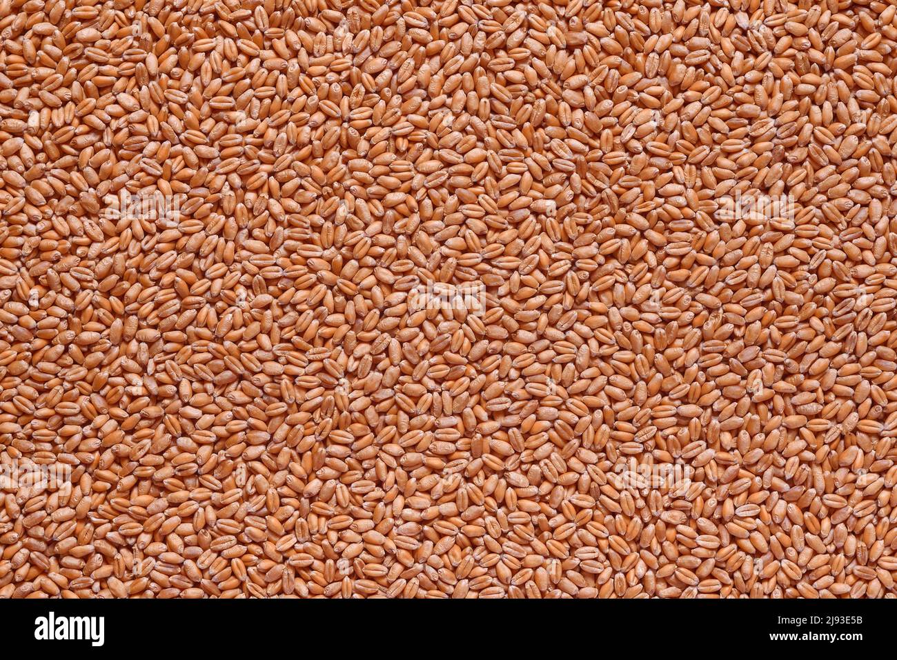 Weizenkorn Nahaufnahme Hintergrund für Design Stockfoto