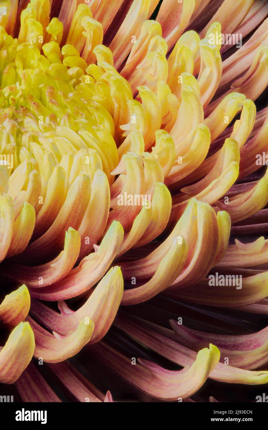 Extreme Nahaufnahme von Chrysantheme morifolium mit gelben und orangen Blütenblättern aus einem niedrigen Winkel Stockfoto