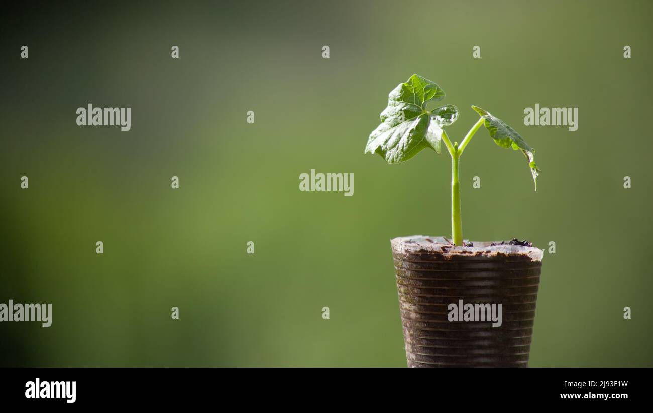 Babybohnenpflanze wächst in Plastikbecher Stockfoto