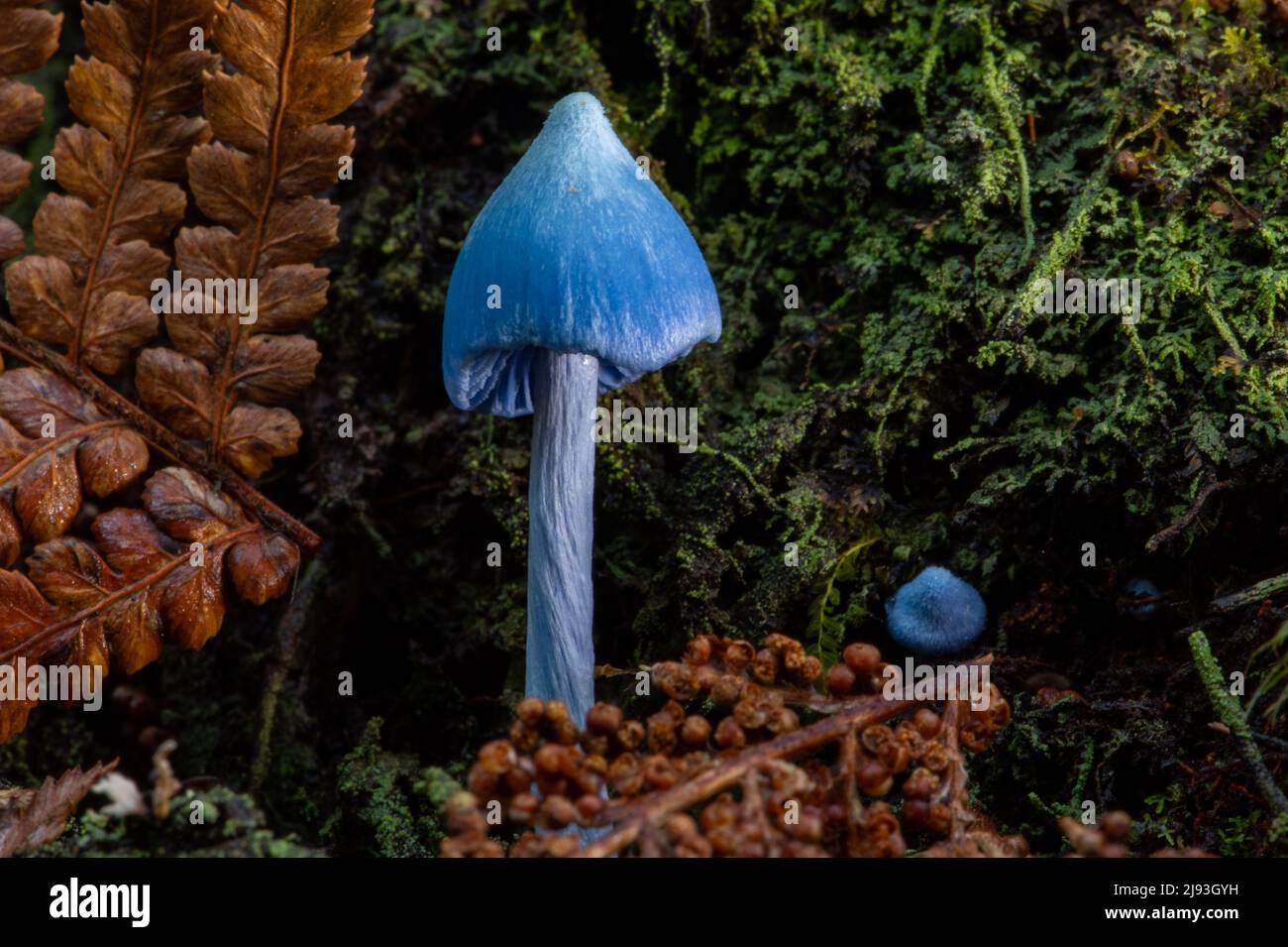 (220520) -- WELLINGTON, 20. Mai 2022 (Xinhua) -- Foto zeigt die Entoloma hochstetteri in einem gemäßigten Regenwald auf der Südinsel Neuseelands, 6. April 2022. Der Fruchtkörper des himmelblauen Pilzes findet sich in der Regel unter Moos, Farnen oder abgefallenen Blättern und die Kappe wächst bis zu 2 bis 5 Centi-Meter im Durchmesser. (Foto von Yang Liu/Xinhua) Stockfoto