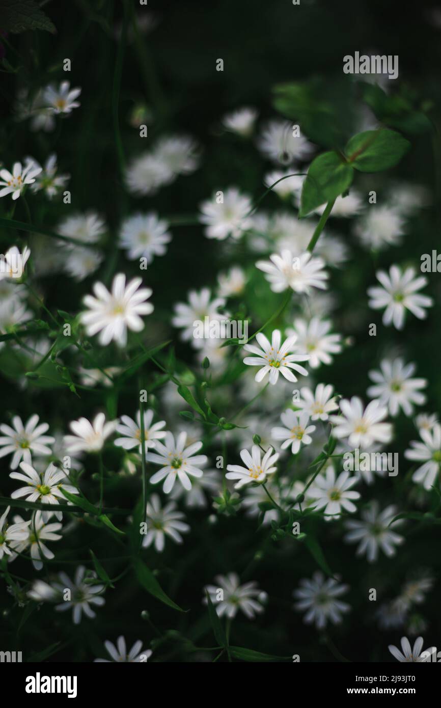 Grüne Natur Hintergrund mit weißen Sommerblumen Stockfoto