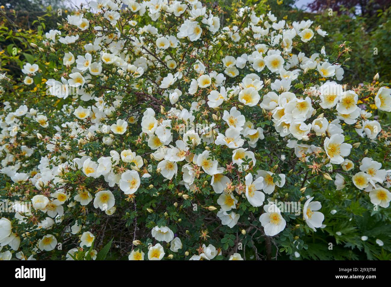 Burnett Rose ( Rosa spinosissima) blüht im Sommer, East Yorkshire, UK, GB., England, GB, GB. Stockfoto