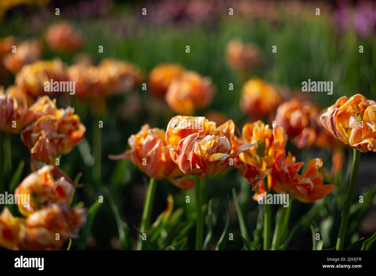 Natur Hintergrund orange Tulpen Feld Sommer Konzept Stockfoto
