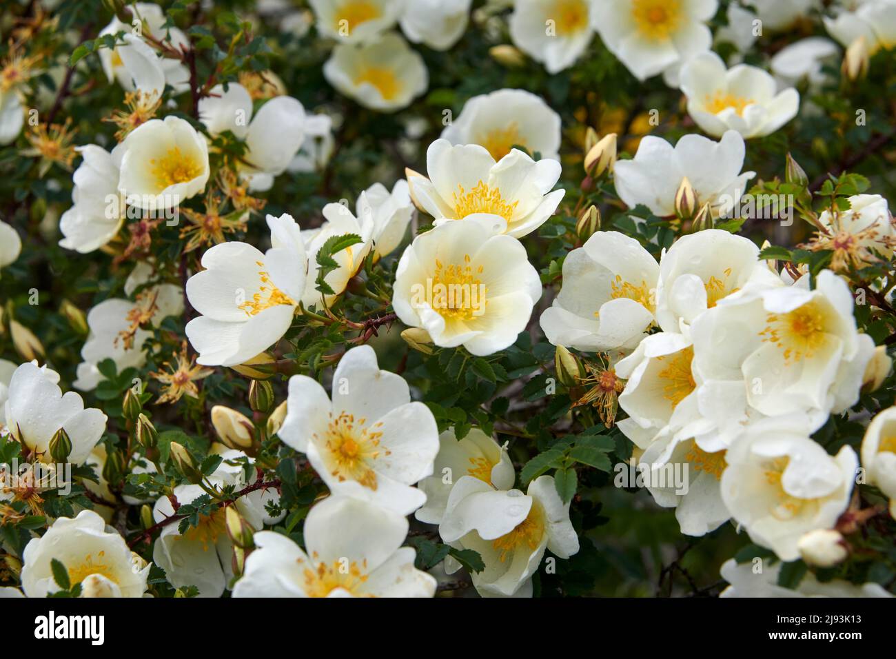 Burnett Rose ( Rosa spinosissima) blüht im Sommer, East Yorkshire, UK, GB., England, GB, GB. Stockfoto