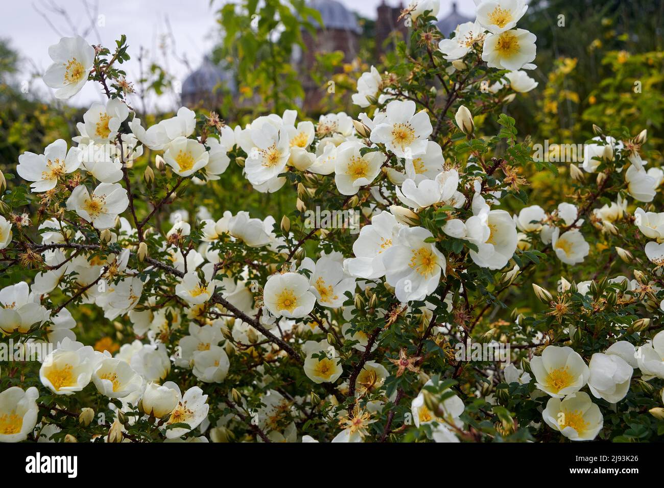 Burnett Rose ( Rosa spinosissima) blüht im Sommer, East Yorkshire, UK, GB., England, GB, GB. Stockfoto