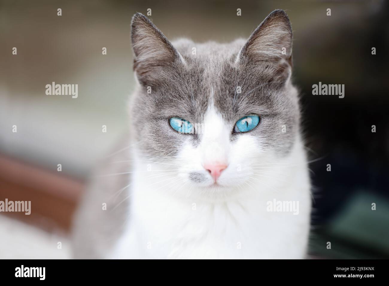 Nahaufnahme eines wunderschönen weißen und grauen weiblichen Kätzchens mit türkisblauen Augen, das auf einer Fensterbank sitzt und zur Kamera blickt Stockfoto