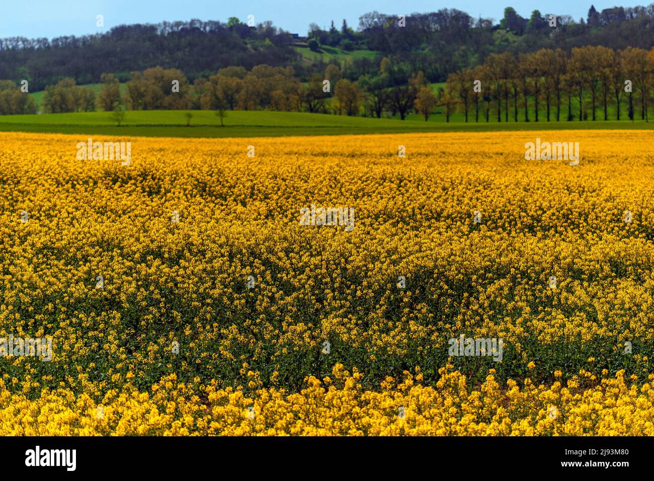 Winter Canola Felder in Südfrankreich, aufgenommen im März in der Nähe von Albi. Stockfoto