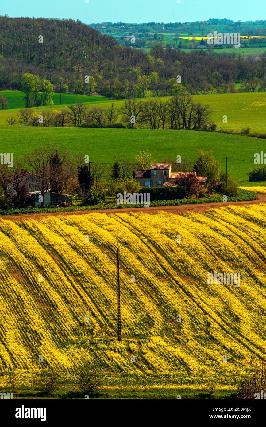 Winter Canola Felder in Südfrankreich, aufgenommen im März in der Nähe von Albi. Stockfoto