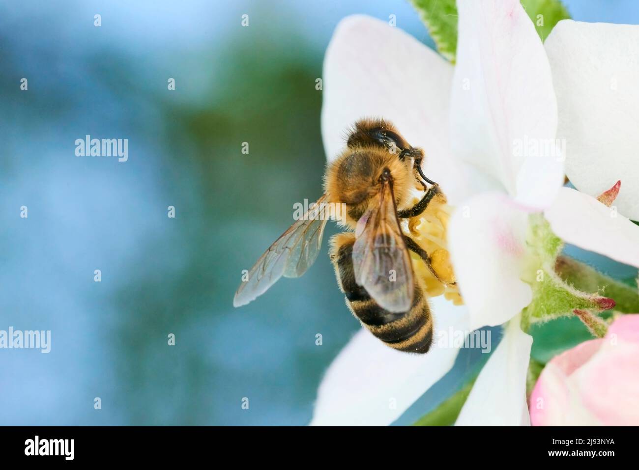 Bienen bestäuben Apfelblüten. Eine Biene, die Pollen und Nektar aus einer Apfelbaumblume sammelt. Makroaufnahme mit selektivem Fokus Stockfoto