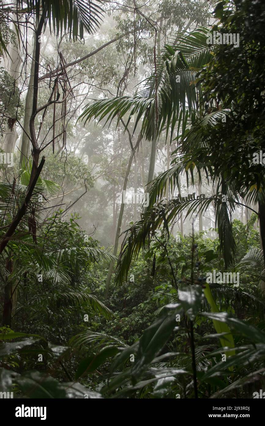 Blick durch den Nebel des subtropischen Regenwaldes im Flachland, der Untergeschosspalmen und bangalow-Palmen. Still, nass und ruhig. Queensland, Australien. Stockfoto