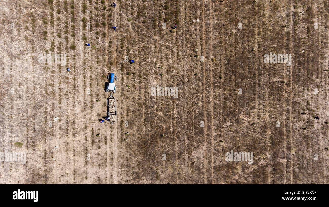 Rooibos-Ernte, Citrusdal, Südafrika Stockfoto