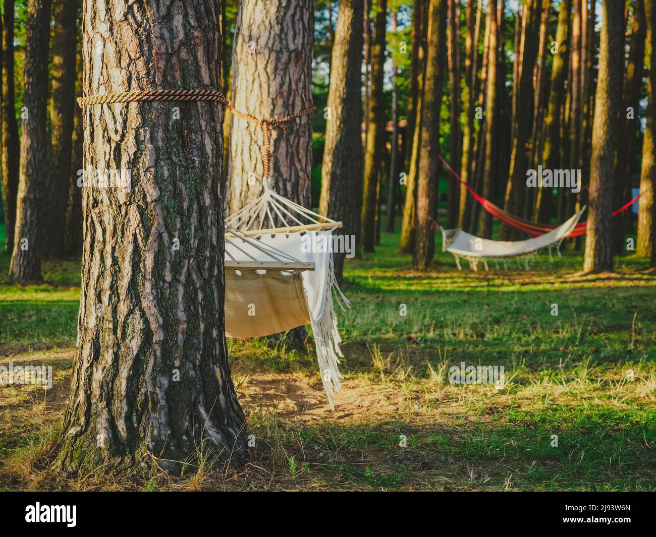 Weiße Hängematten hängen zwischen den Pinien in einem Sommerwald am Seeufer. Slow Life und Outdoor-Freizeitkonzept Stockfoto