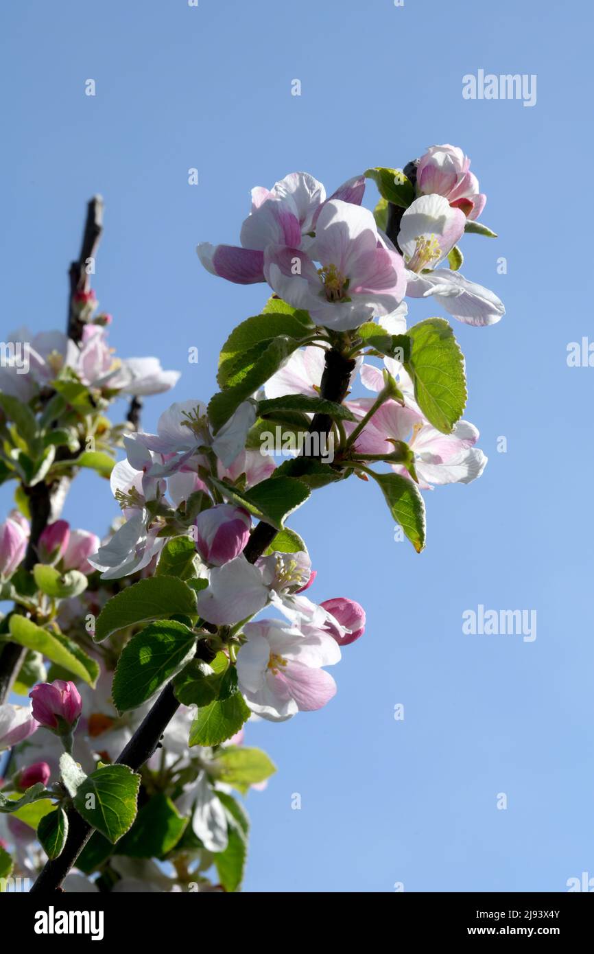 Apfelbaum mit Frühlingsblüten aus weißen und rosafarbenen Blüten vor blauem Himmel Stockfoto