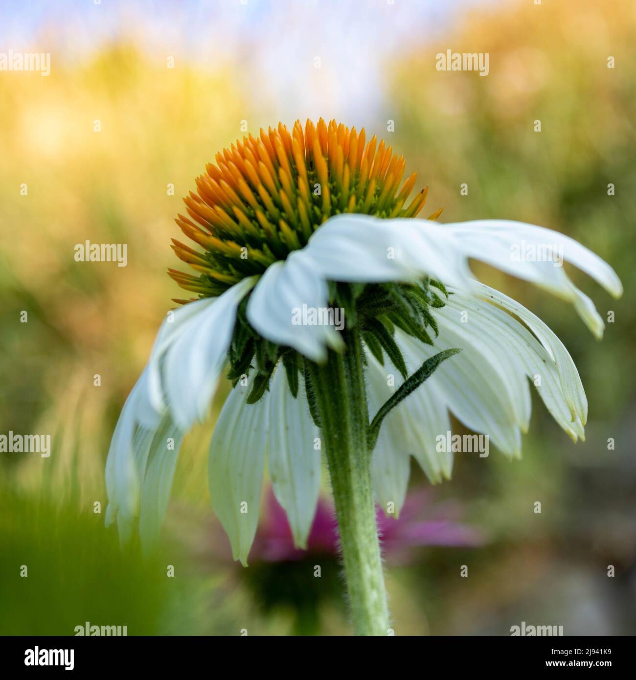 Weiße Kegelblume (Echinacea purpurea) auch als weißer Schwan bezeichnet, im Sommer vor grünem Hintergrund, Makro- und selektiver Fokus Stockfoto