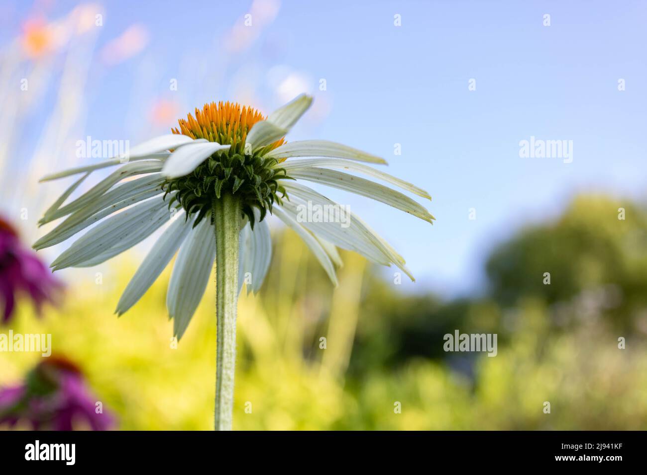 Weiße Blütenblume (Echinacea purpurea , White Swan) weiß blühende Form der Purple Blütenblume im Sommer gegen blauen Himmel, Nahaufnahme und selektiven Fokus Stockfoto