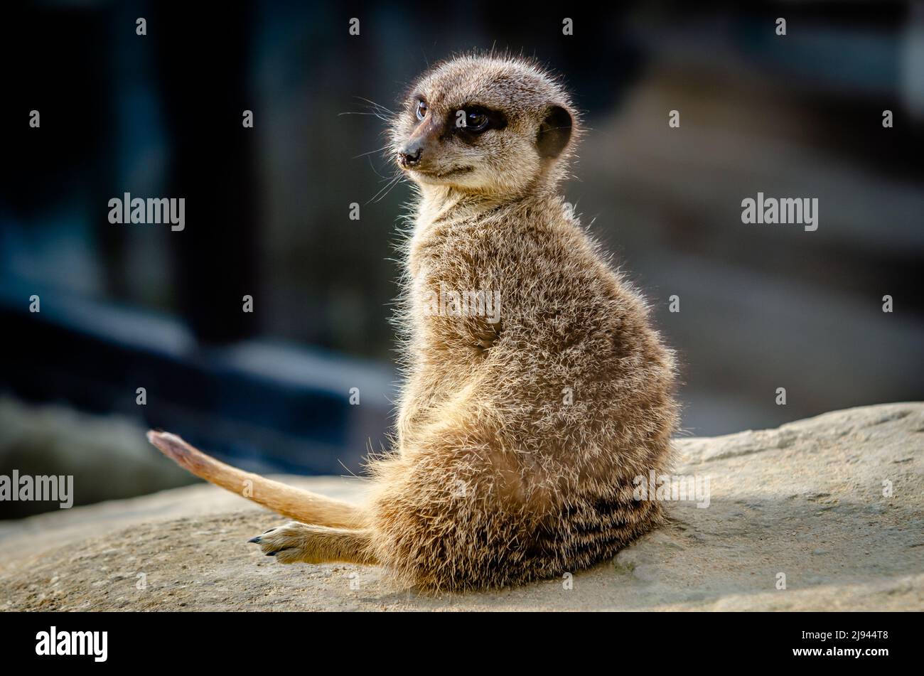 Erdmännchen in Nahaufnahme, in der Sonne entspannen Stockfoto