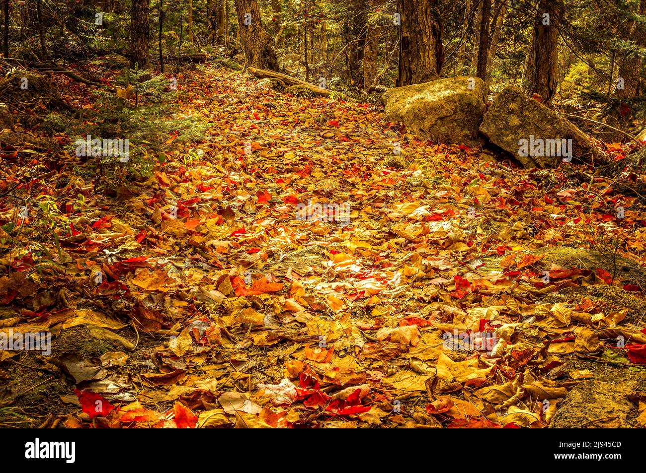 Herbstlicher Wanderweg im Acadia National Park, bedeckt mit bunten Blättern Stockfoto