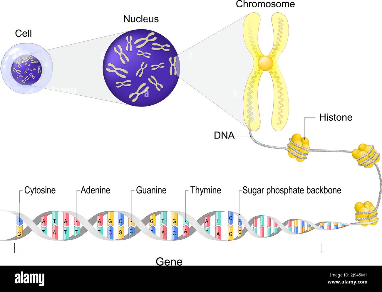 Zellanatomie. Zellkern mit Chromosomen. Nahaufnahme eines DNA-Moleküls mit Histon, Zuckerphosphat-Rückgrat, Guanin, Cytosin, Thymin, Adenin Stock Vektor